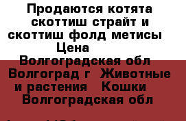 Продаются котята скоттиш страйт и скоттиш фолд метисы.   › Цена ­ 1 000 - Волгоградская обл., Волгоград г. Животные и растения » Кошки   . Волгоградская обл.